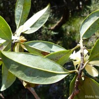 Magnolia nilagirica (Zenker) Figlar